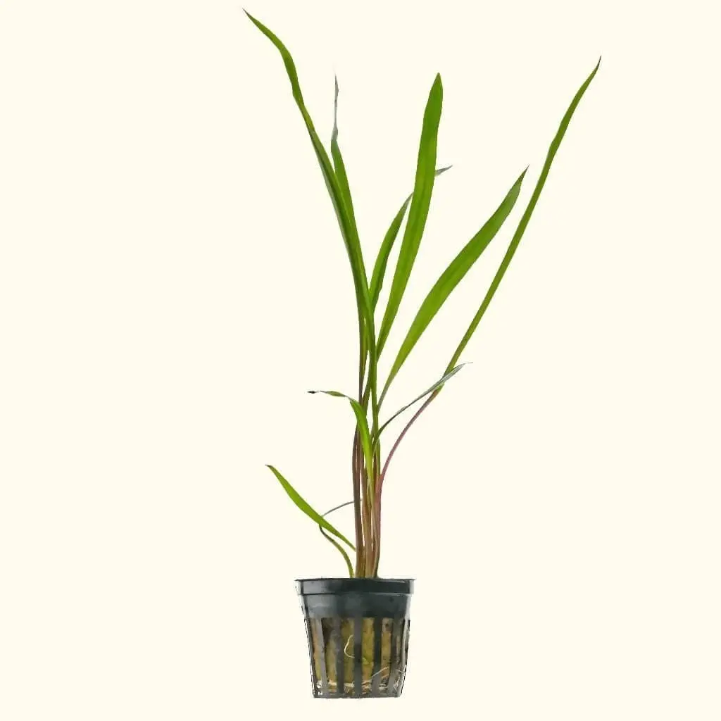 Cryptocoryne Spiralis 1