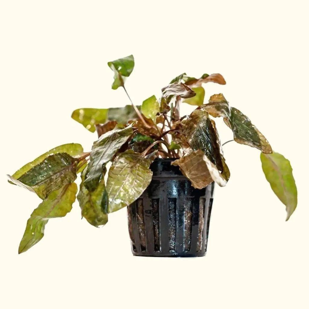 Cryptocoryne Tropica 1