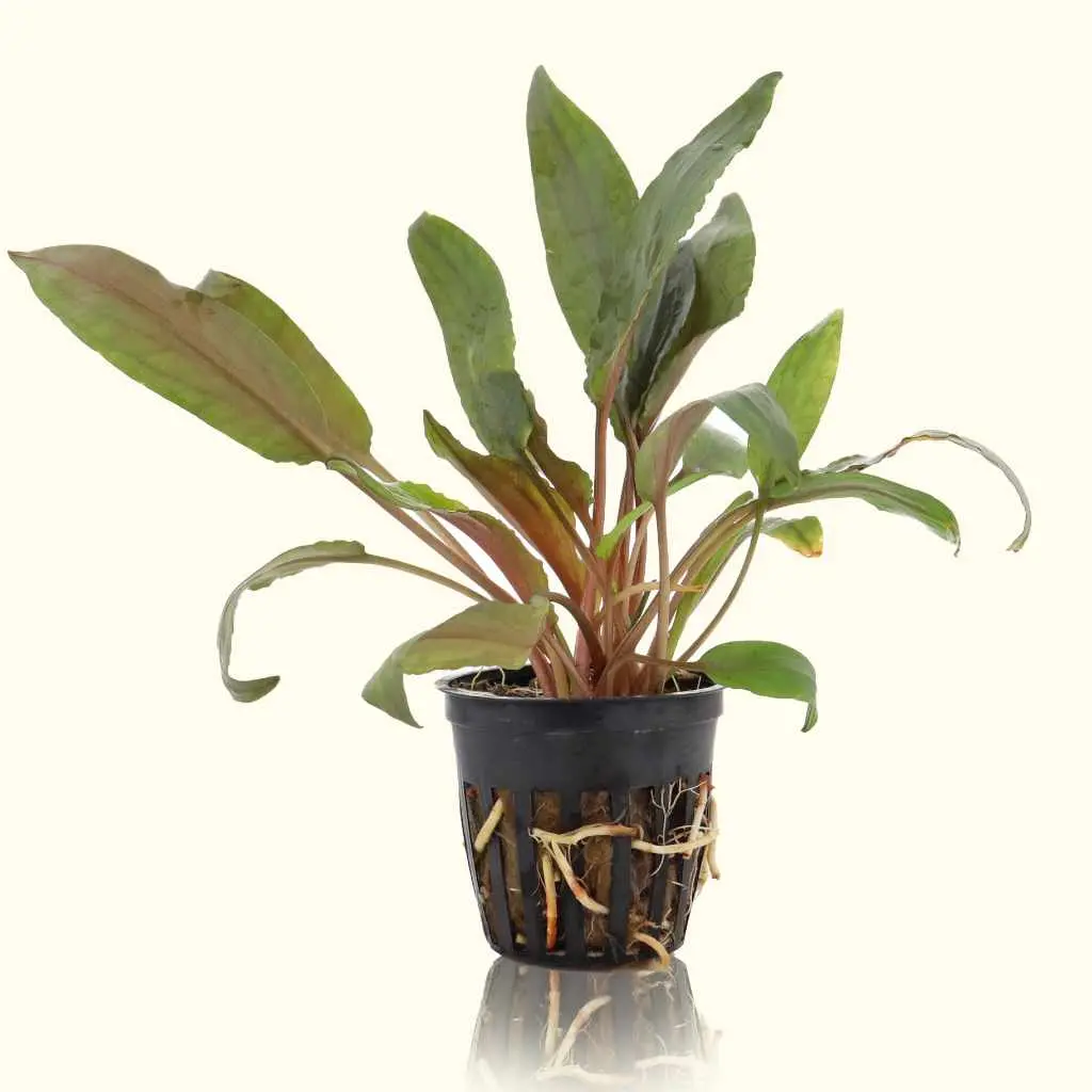 Cryptocoryne Undulata 1