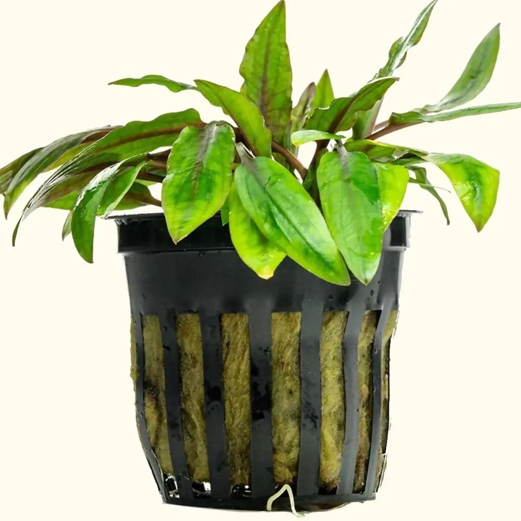 Cryptocoryne Wendtii Green 1