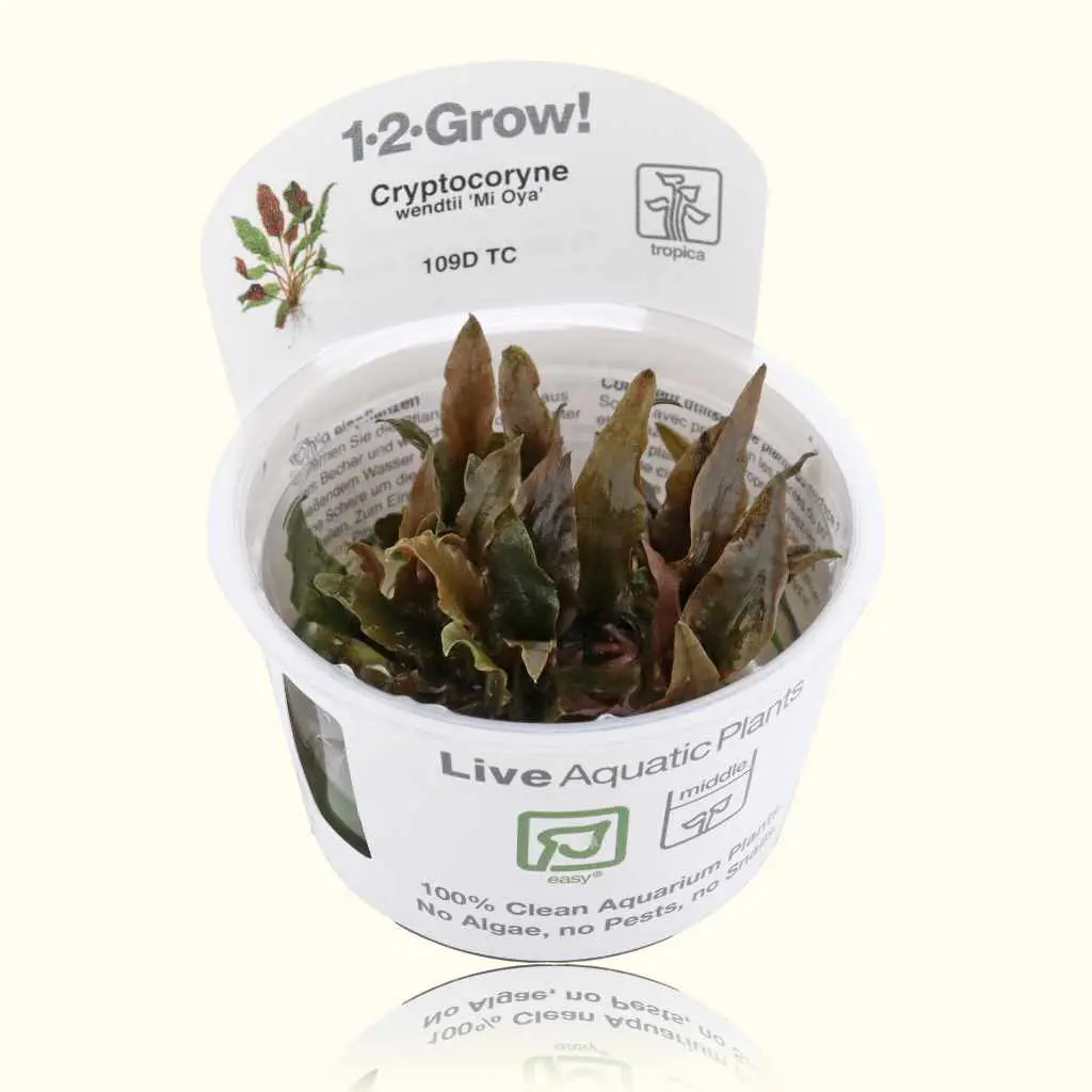 Cryptocoryne Wendtii 'Mi Oya' Tissue Culture 1