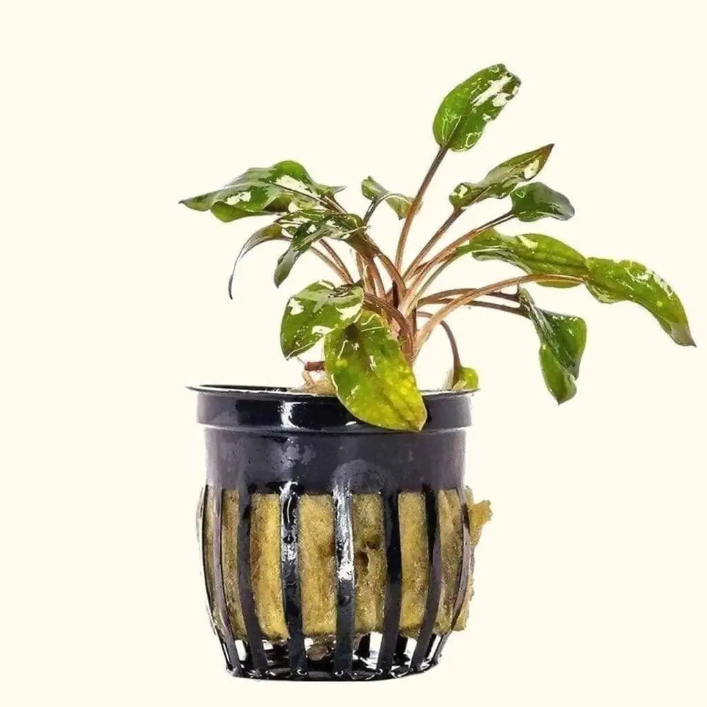 Cryptocoryne Wendtii Red 1