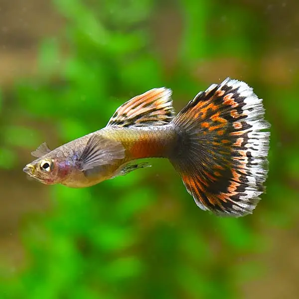 Live Fish Guppy Red Dragon 3