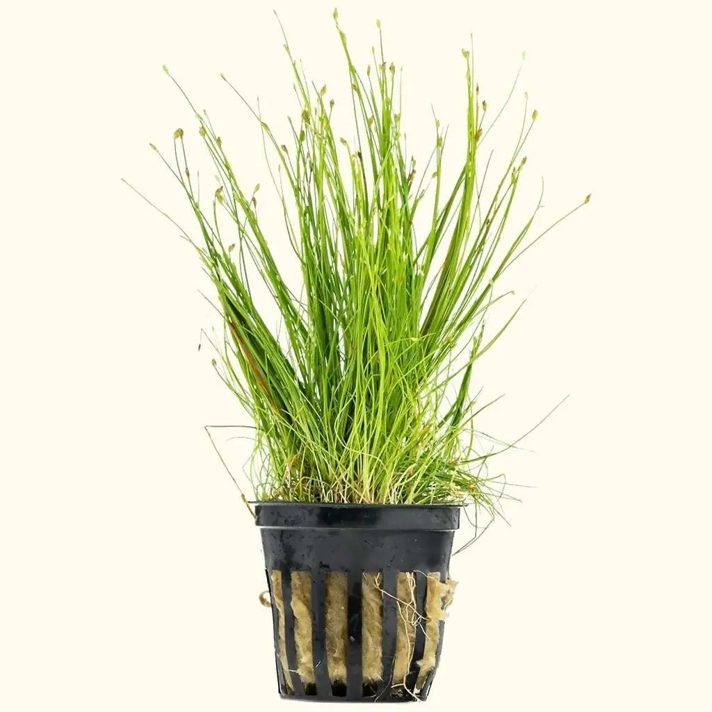 Dwarf Hairgrass 1