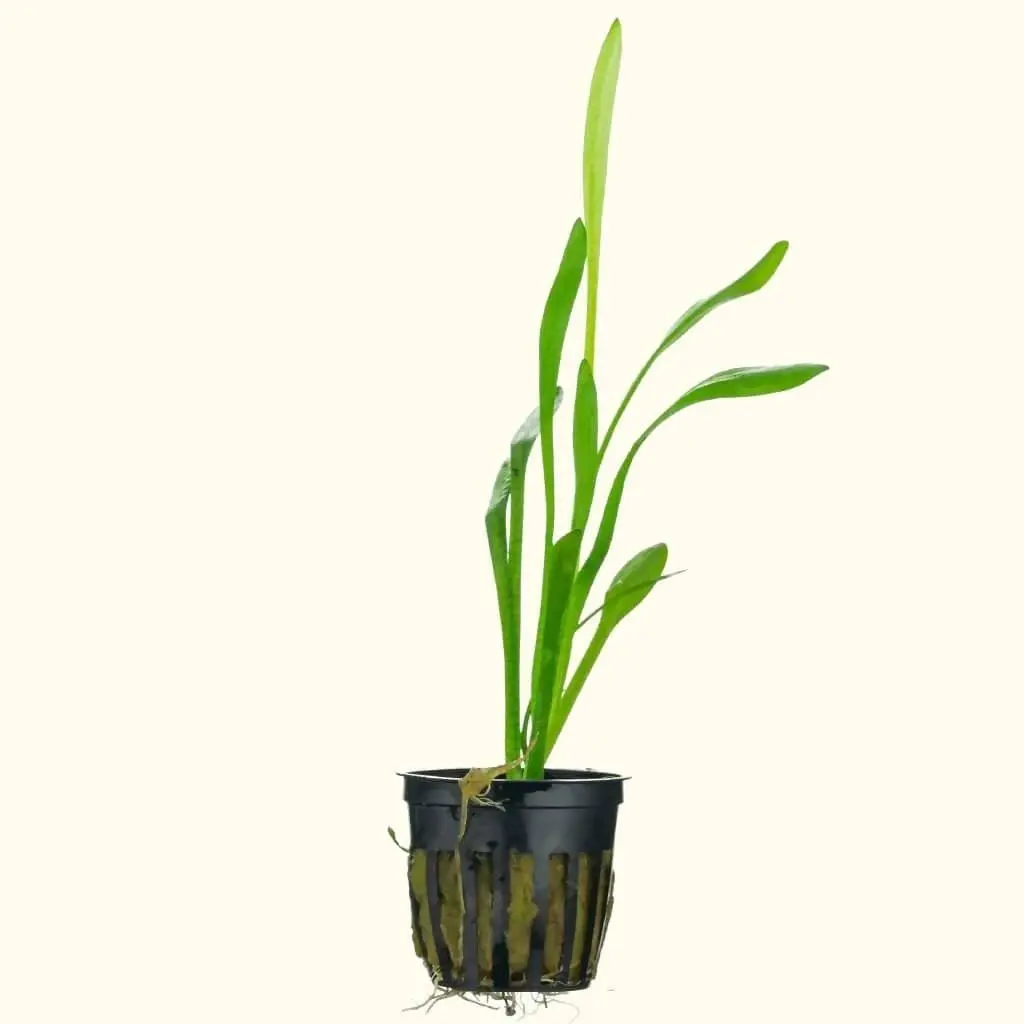 Dwarf Sagittaria 1