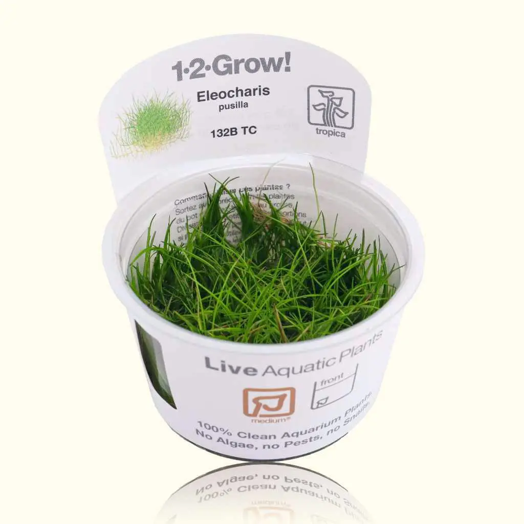 Eleocharis Pusilla 'Mini' Tissue Culture 1