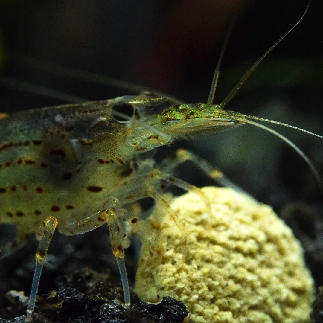 Shrimp Farm Food | 0.5Mm 1