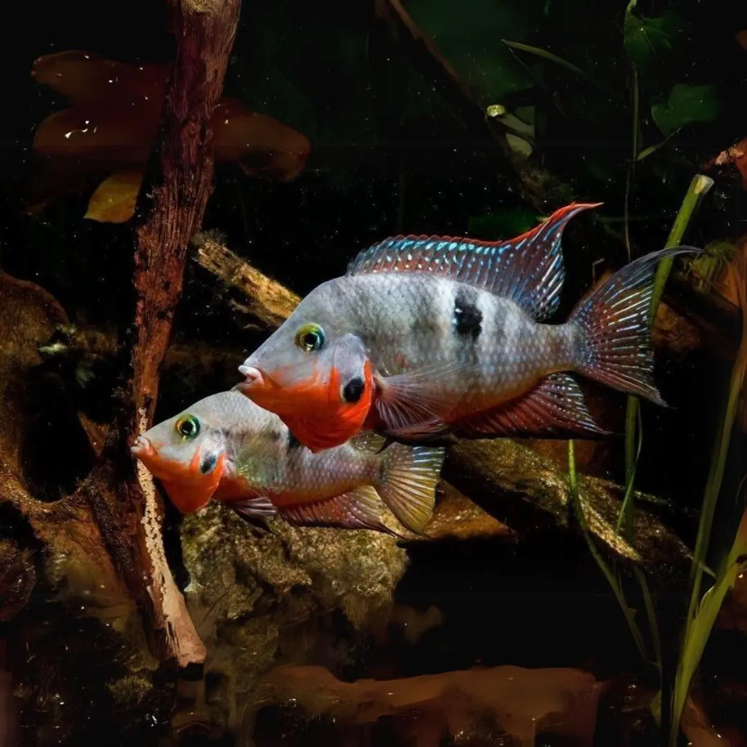 Live Fish Fire Mouth (2-2.5 Inches) | Single 1