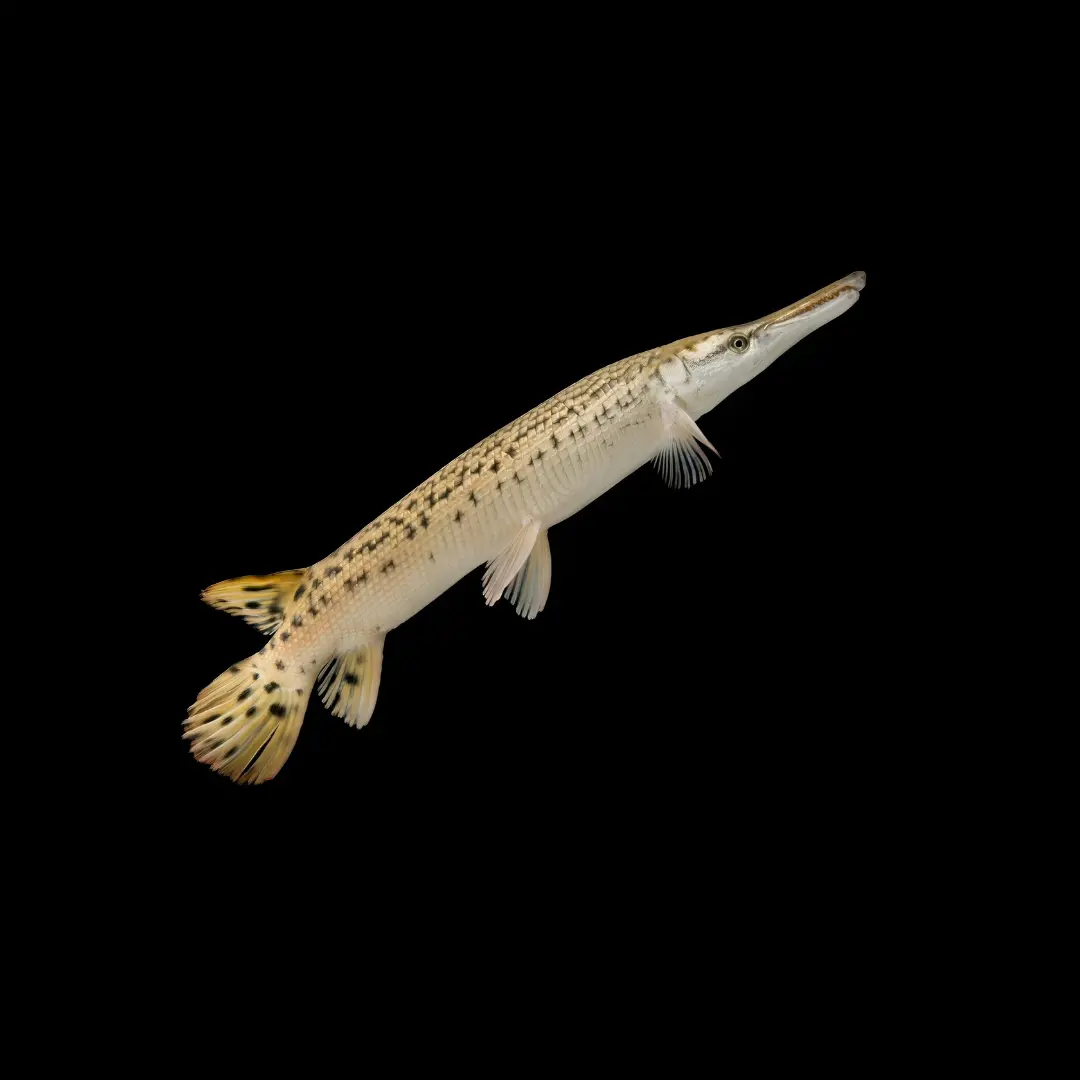 Live Fish Aligator Gar (8 Inches) | Single 1
