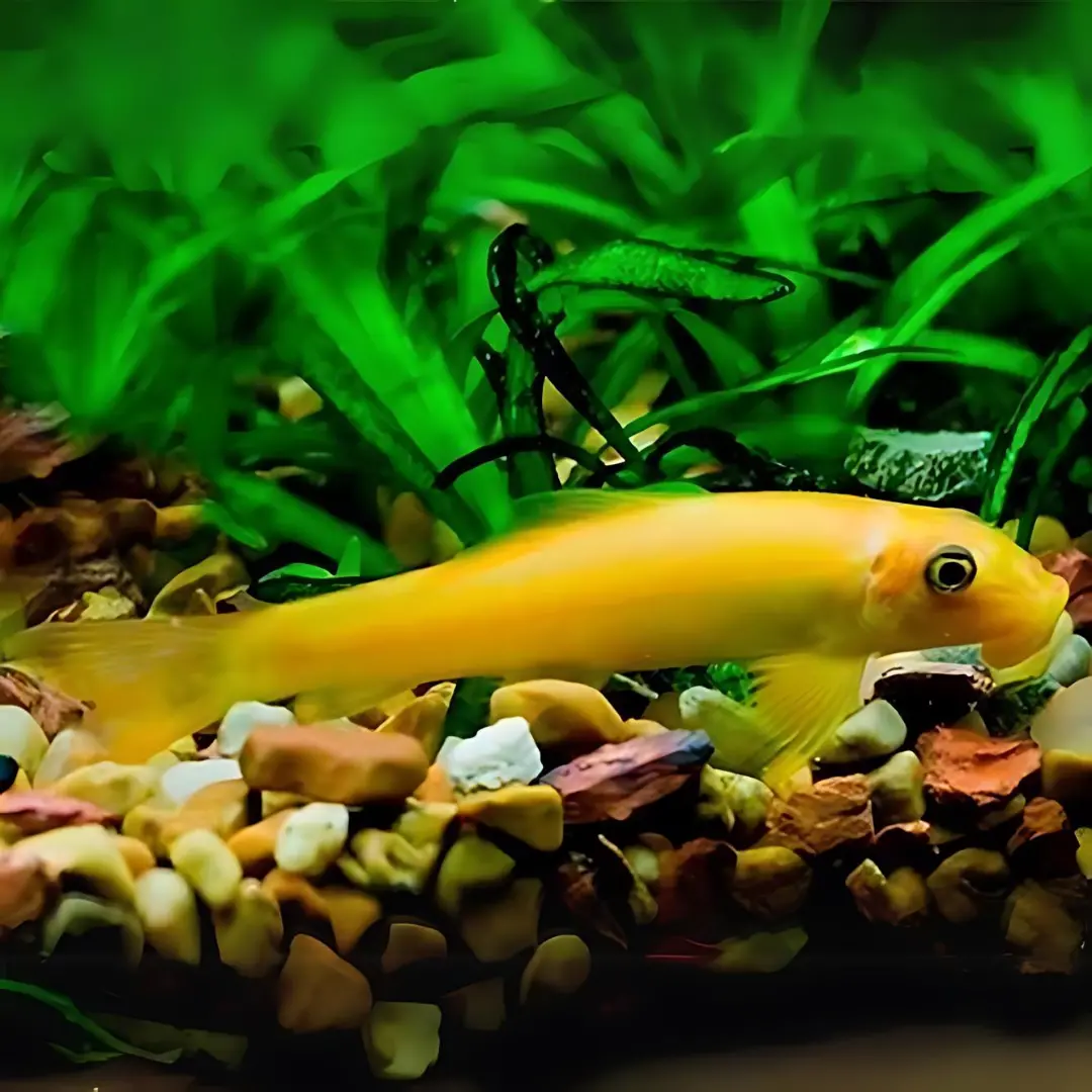Live Fish Algae Eater Golden Algae Eater (2 Inches) | Single 1