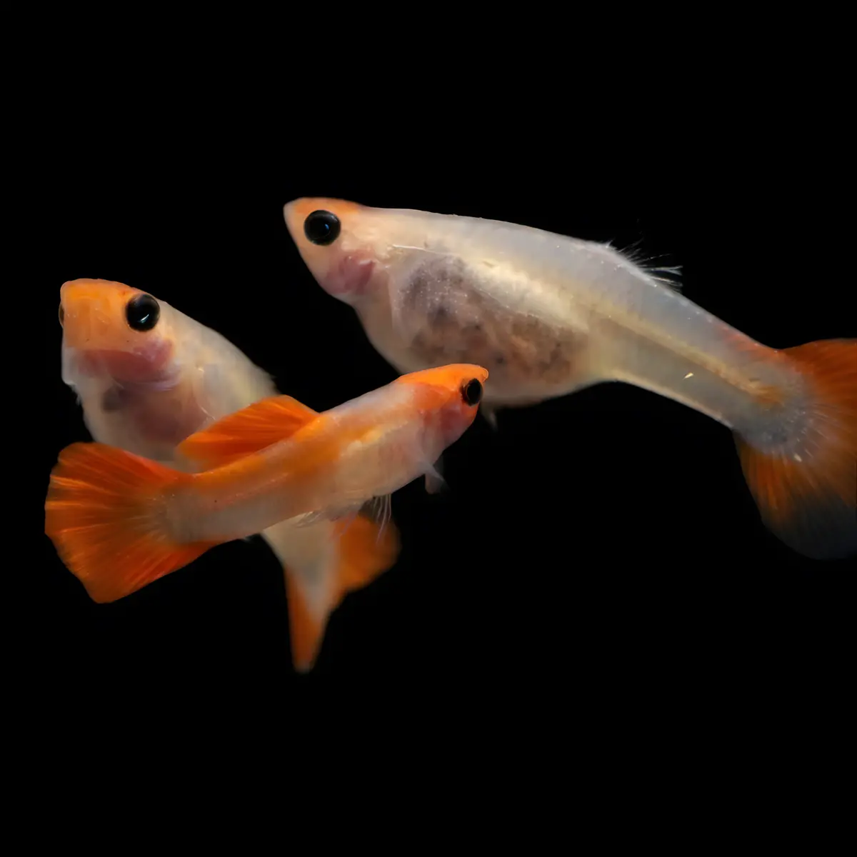 Live Fish Guppy Koi Glass Belly 1