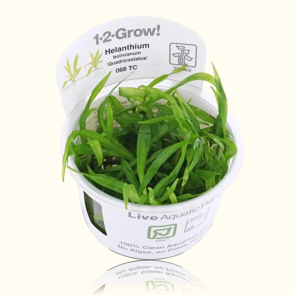 Helanthium Bolivianum 'Quadricostatus' Tissue Culture 1