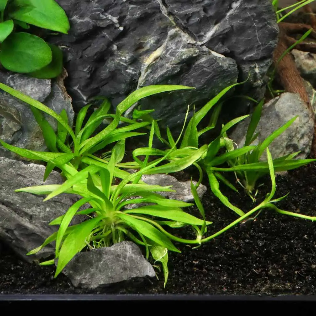 Helanthium Bolivianum 'Quadricostatus' Tissue Culture 2