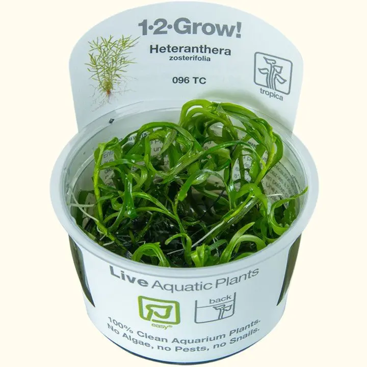 Heteranthera Zosterifolia Star Grass Tissue Culture 1