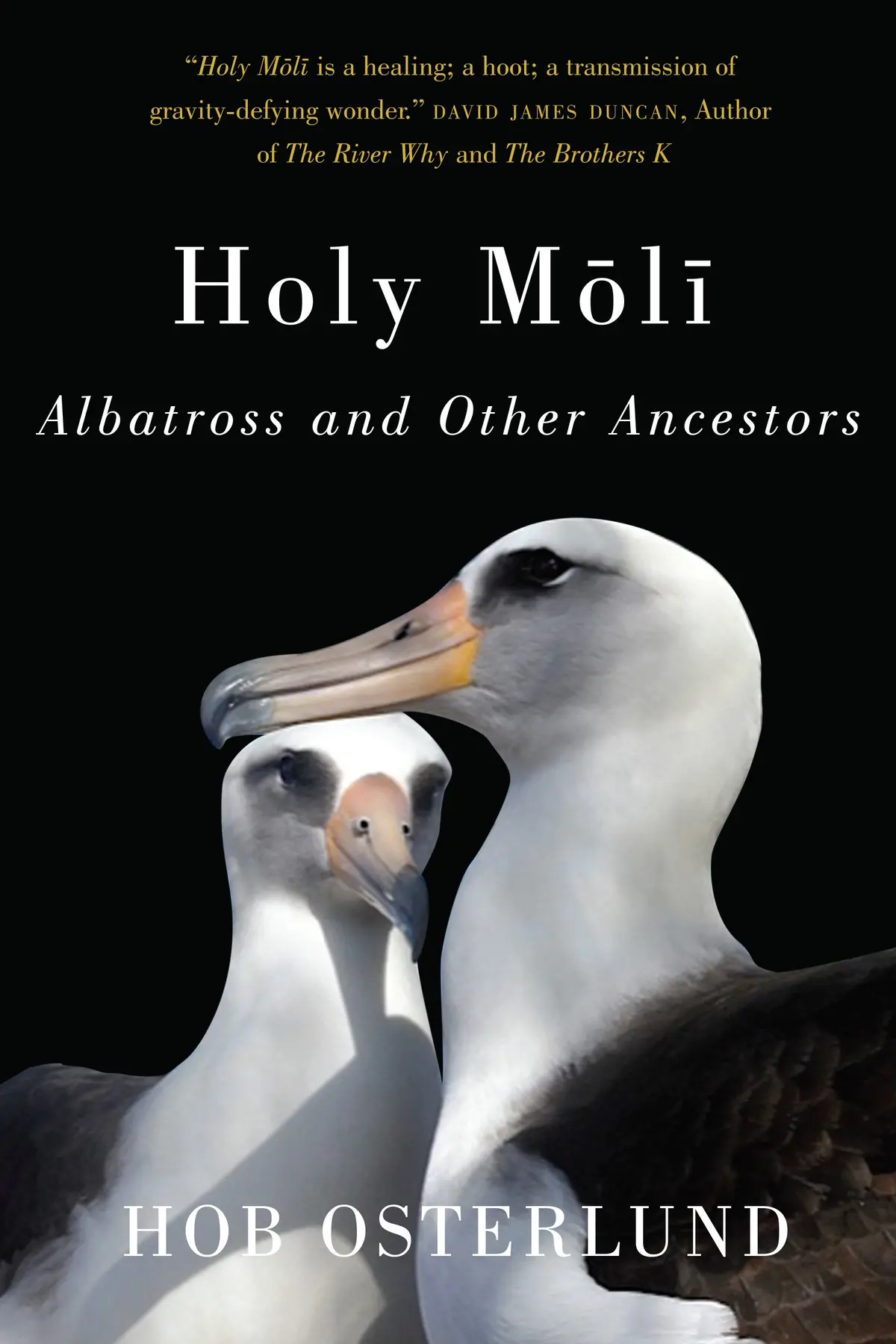 Holy Mōlī: Albatross And Other Ancestors 1
