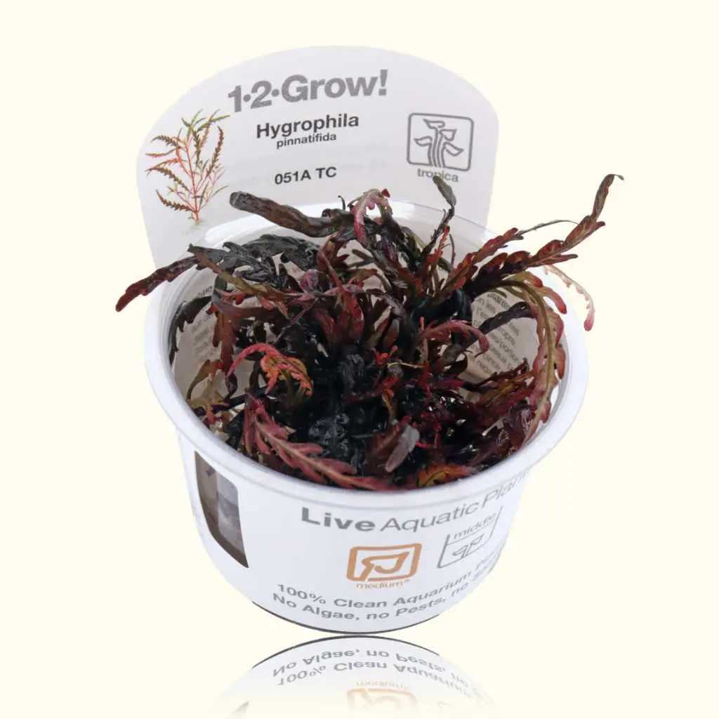 Hygrophila Pinnatifida Tissue Culture 1