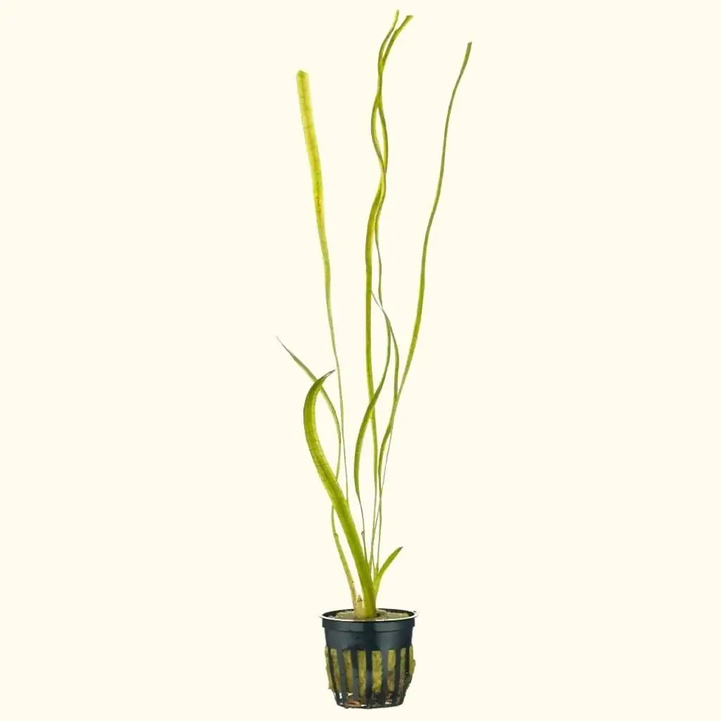 Jungle Vallisneria 1