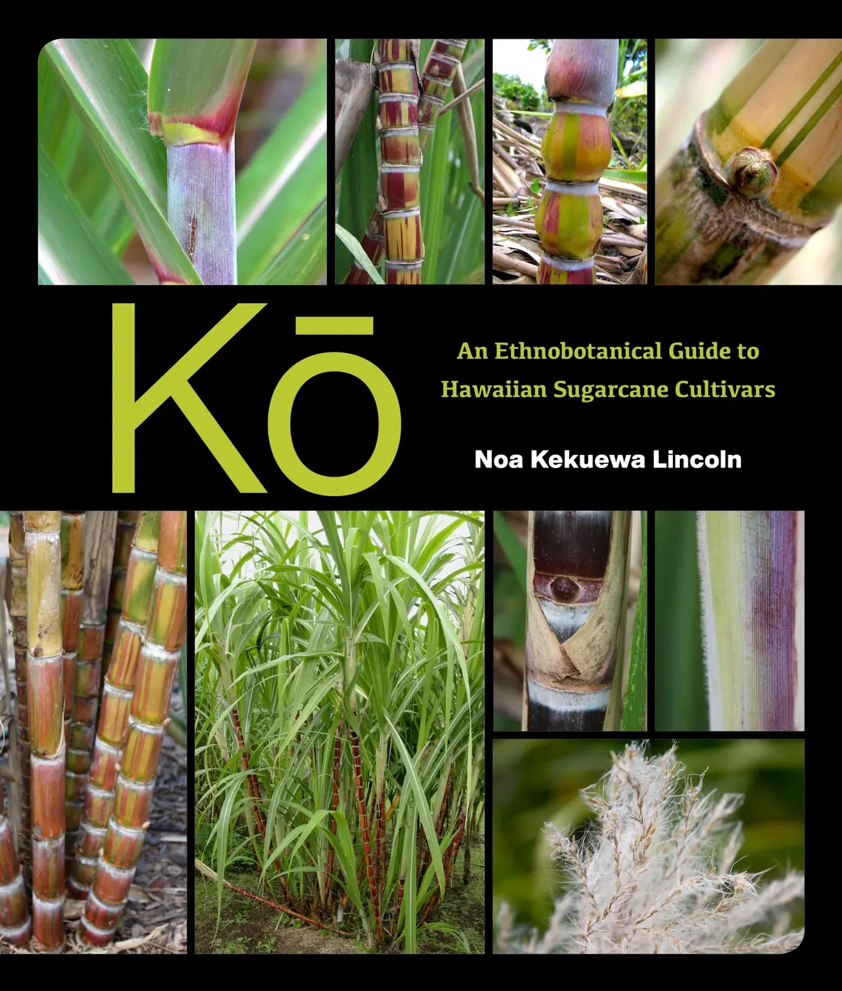 Kō: An Ethnobotanical Guide To Hawaiian Sugarcane Cultivars 1