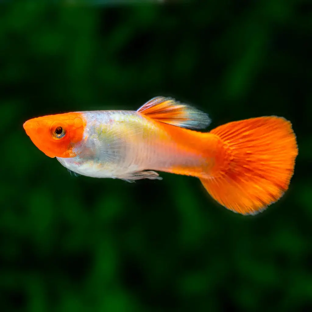 Guppy Koi| Pair 1