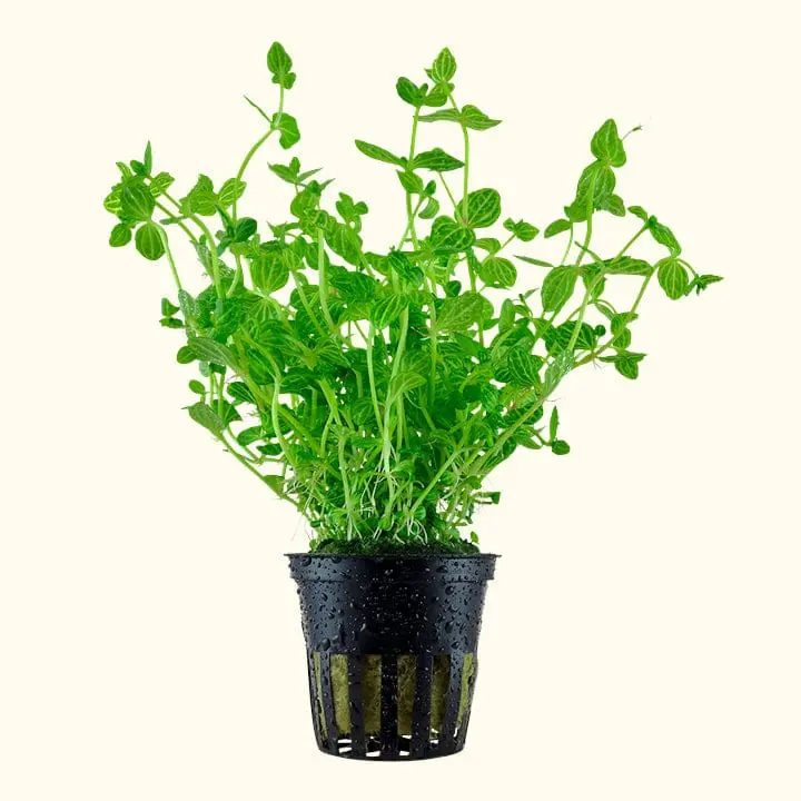 Lindernia Rotundifolia 'Watermelon' 1