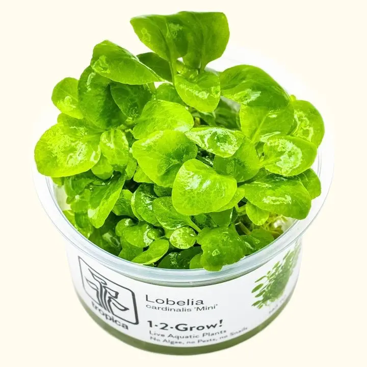 Lobelia Cardinalis 'Mini' Tissue Culture 1
