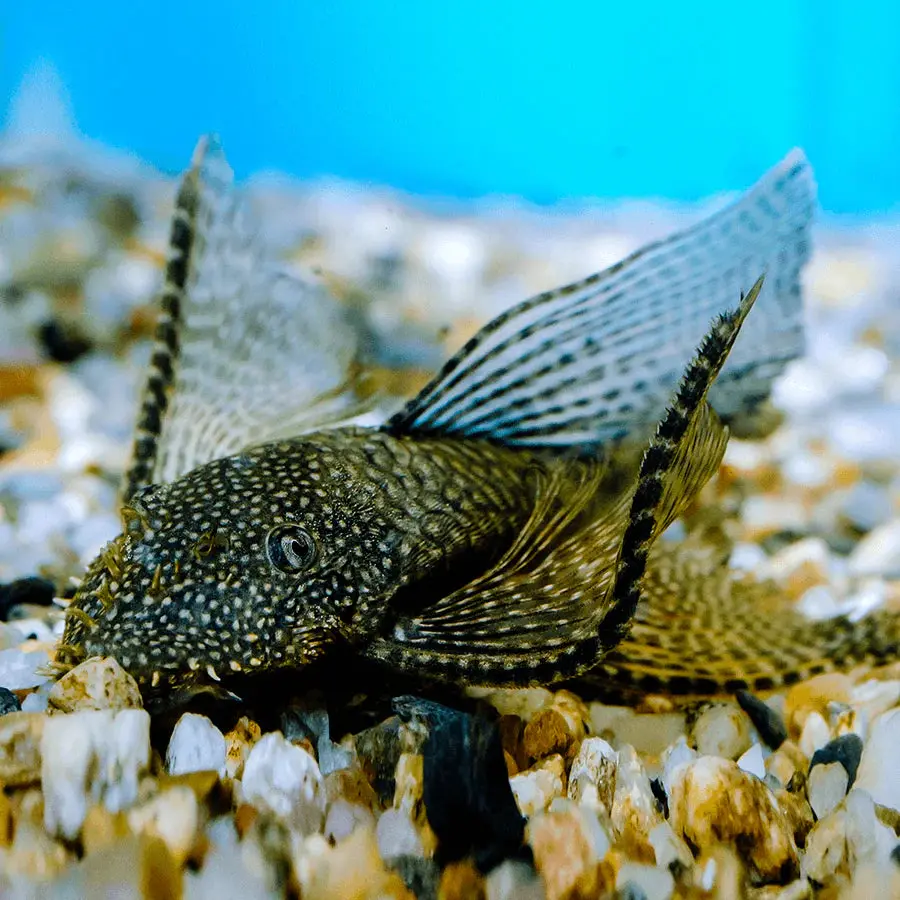 Live Fish Algae Eater Bristlenose Black Pleco Veil Tail | Offer  (2-3 Cms) Single 1