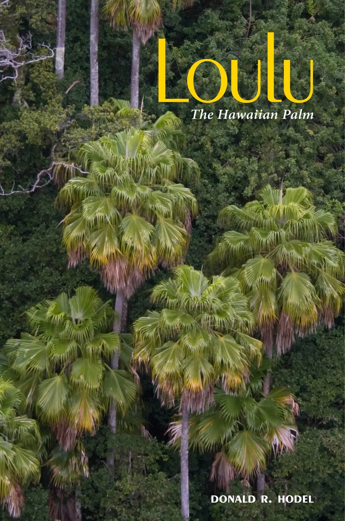 Loulu: The Hawaiian Palm 1