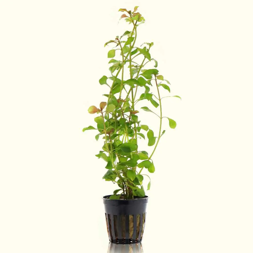 Ludwigia Repens 'Red' 1