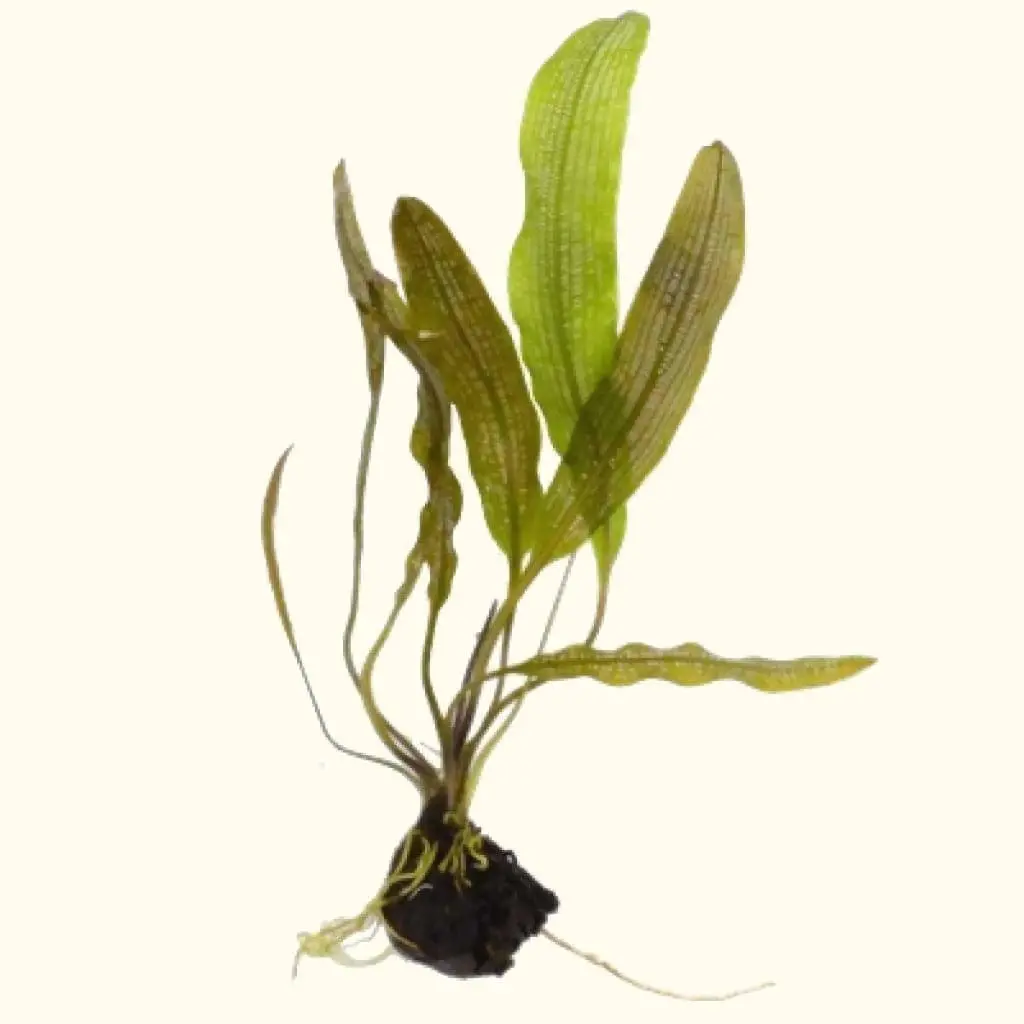 Madagascar Lace Plant 2