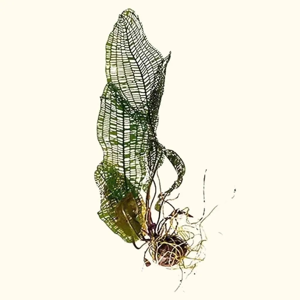Madagascar Lace Plant 1