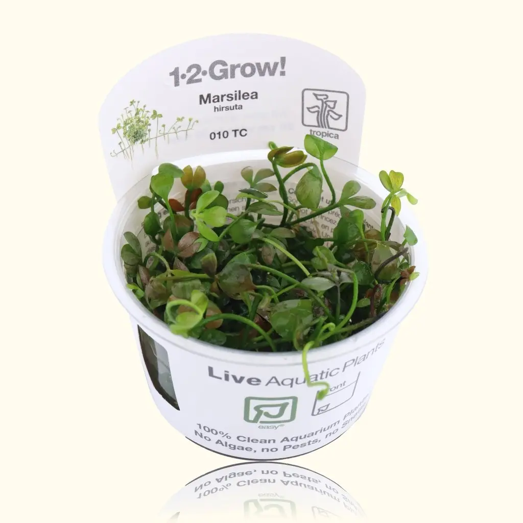 Marsilea Hirsuta Tissue Culture 1