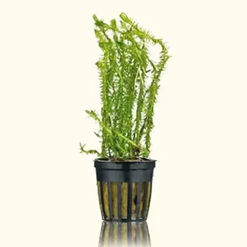 Mayaca Fluviatilis 1