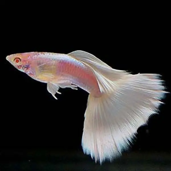 Live Fish Guppy Albino Milky White 1