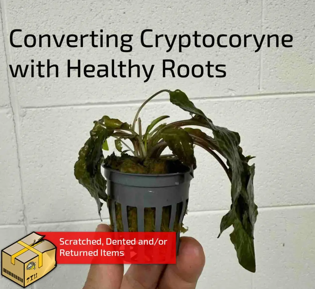 Mystery Converting Cryptocoryne Wendtii 1