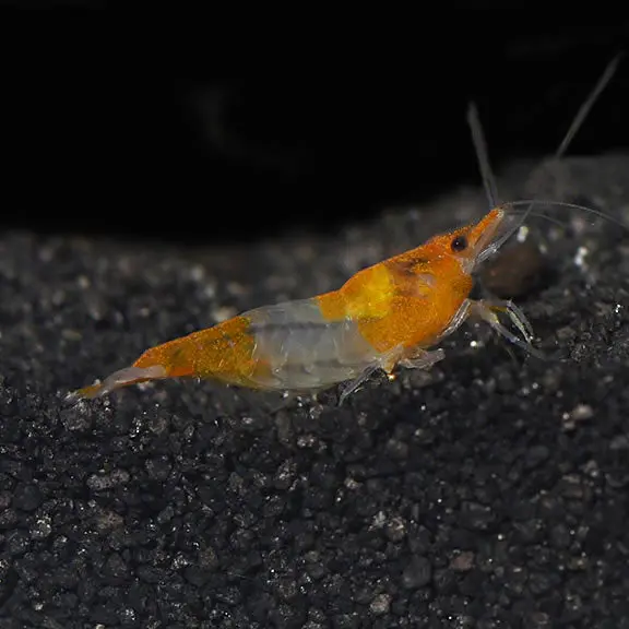 Live Fish Shrimp Orange Rili | Single 1