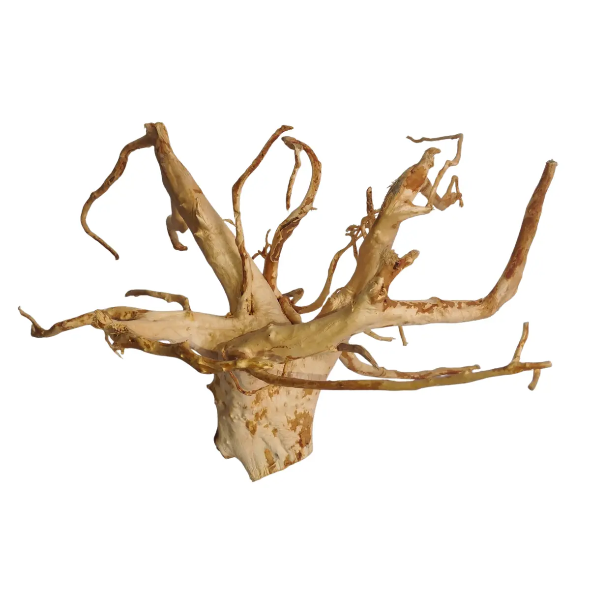 Premium Drift Wood Pd-1 | L*W*H = 17*16*12 Inches 1