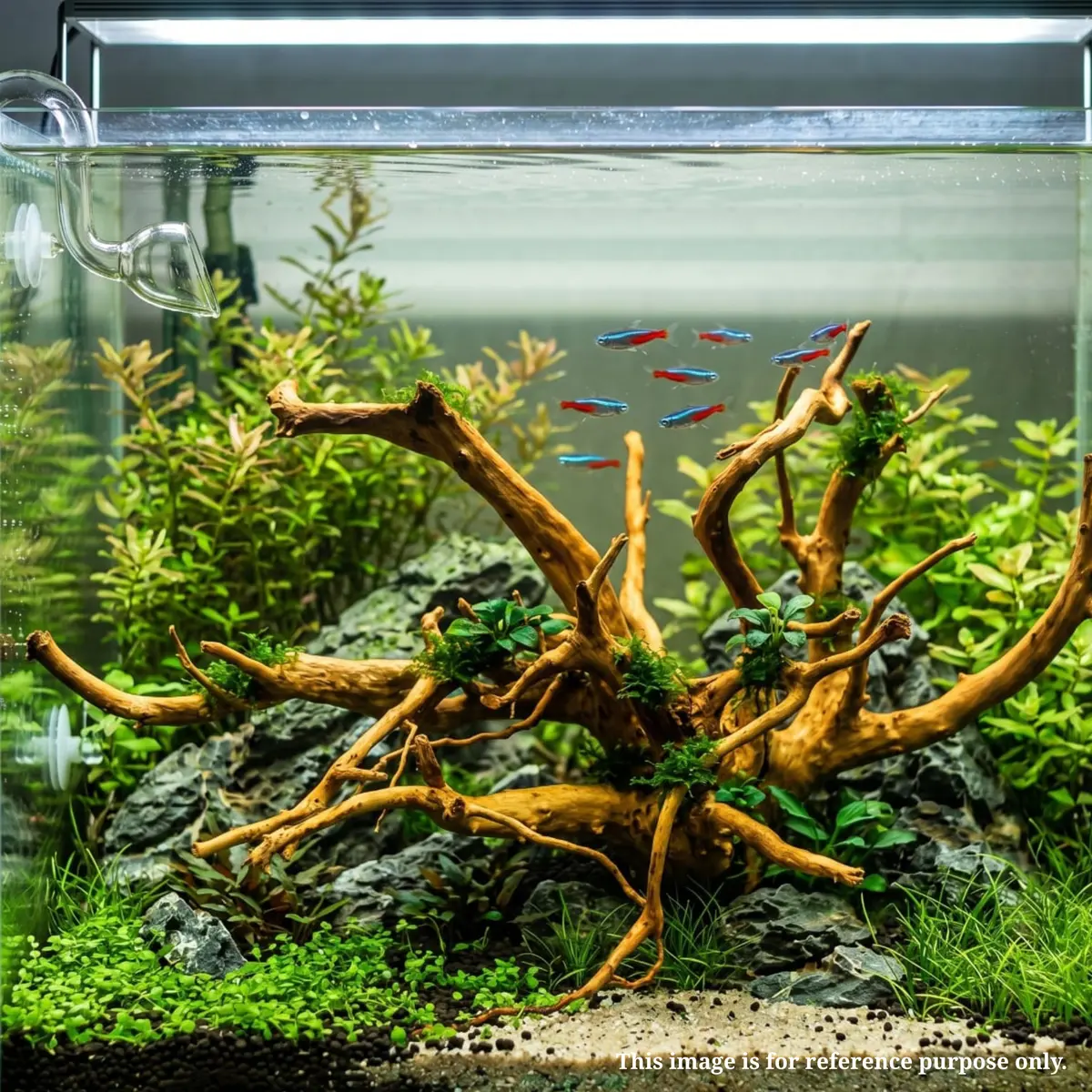 Premium Drift Wood Pd-10 | L*W*H = 20*8*10 Inches 2