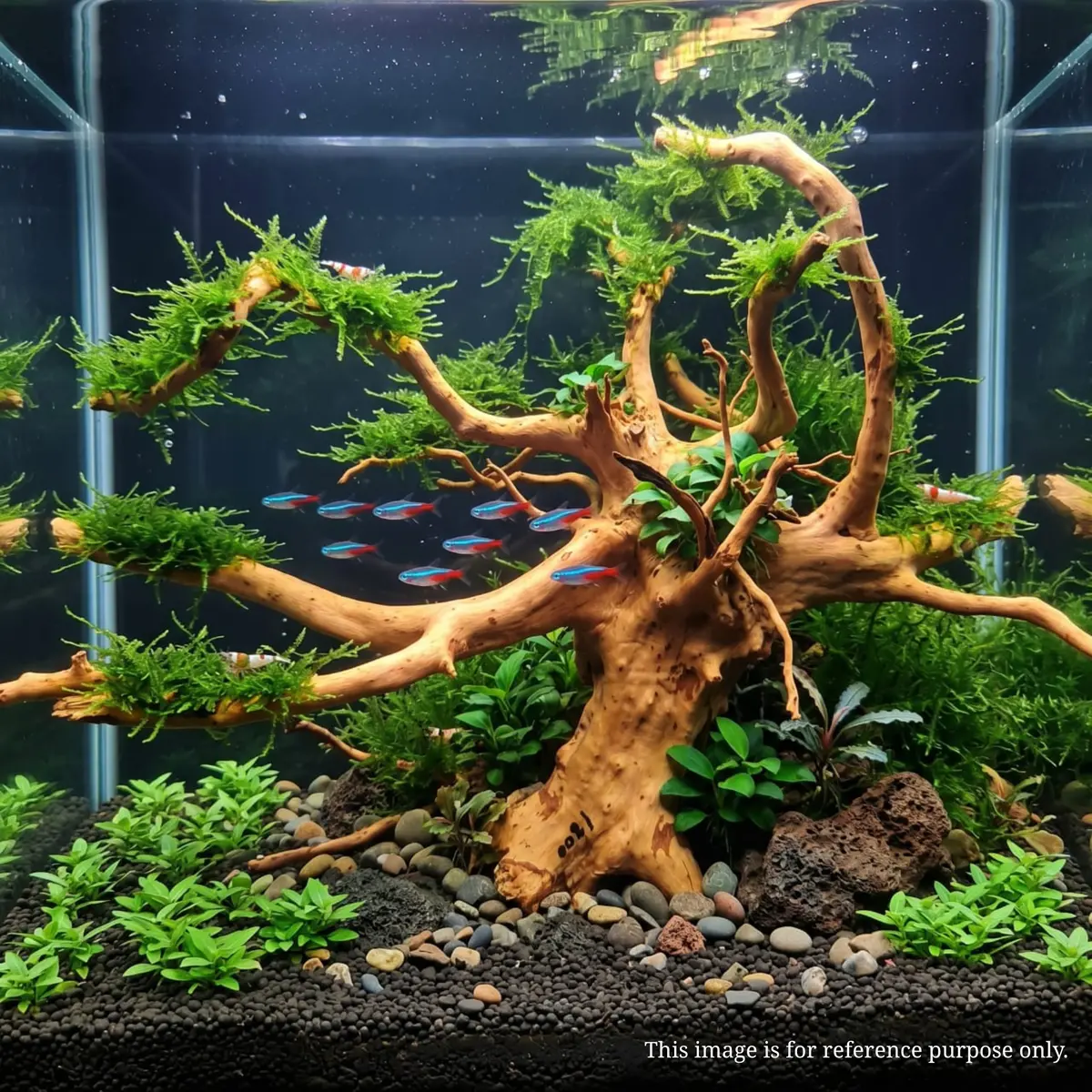 Premium Drift Wood Pd-17 | L*W*H = 23*15*17 Inches 2