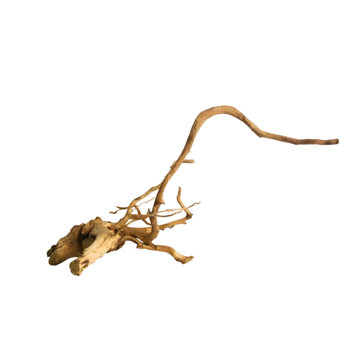 Premium Drift Wood Pd-18 | L*W*H = 19*12*12 Inches 1