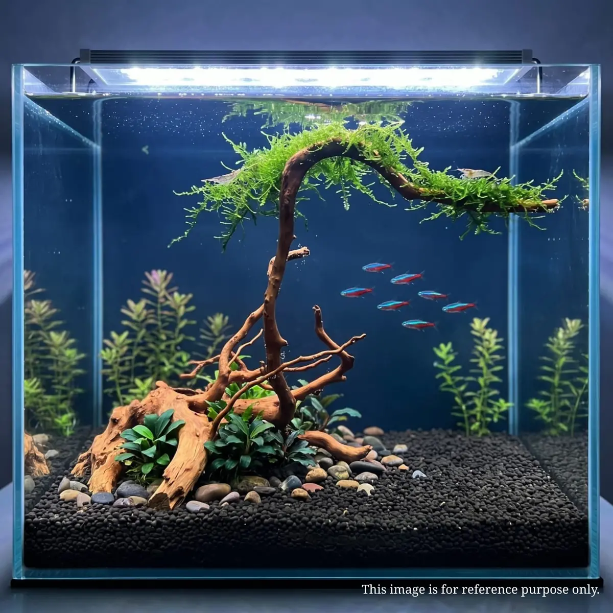 Premium Drift Wood Pd-18 | L*W*H = 19*12*12 Inches 2