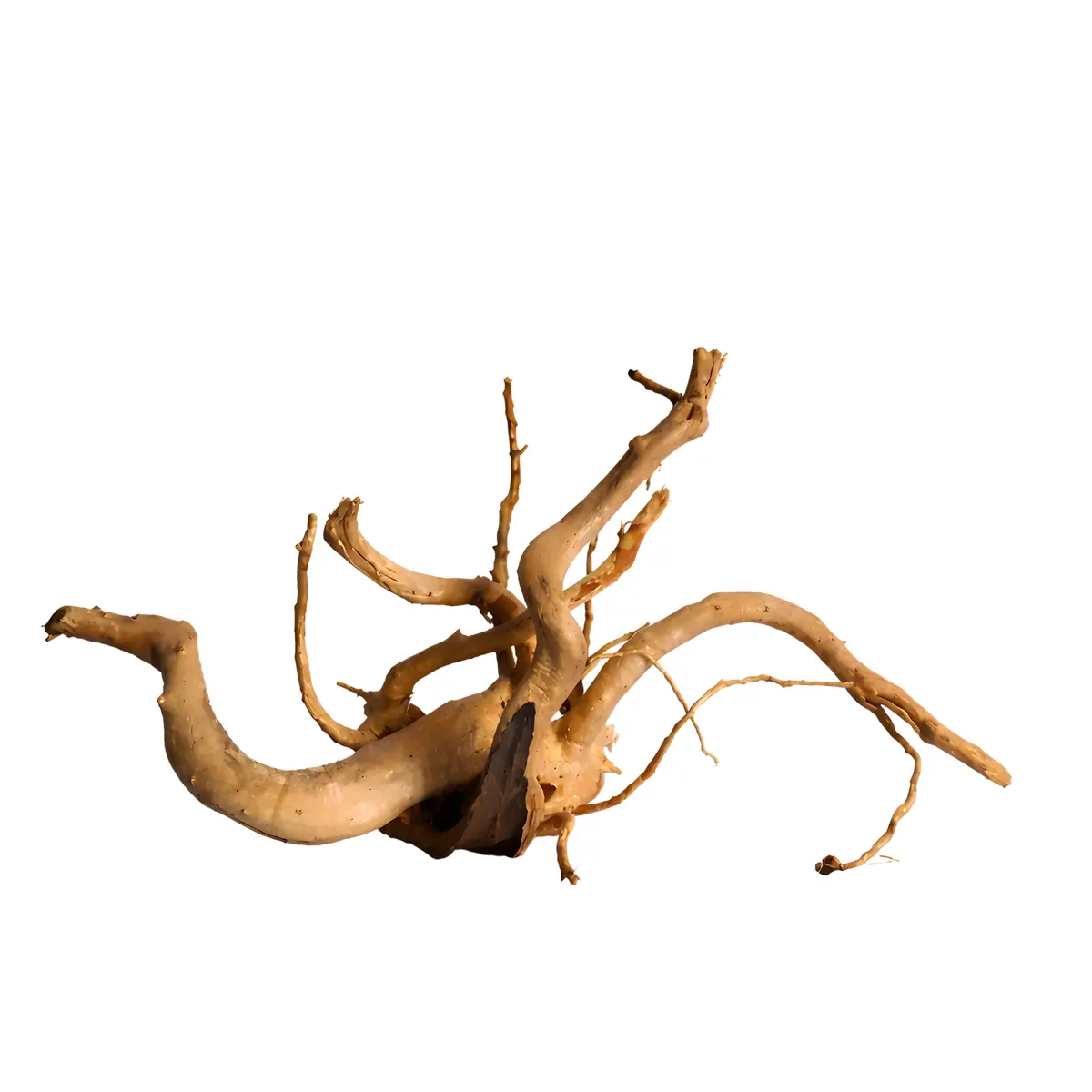 Premium Drift Wood Pd-19 | L*W*H = 19*11*9 Inches 1