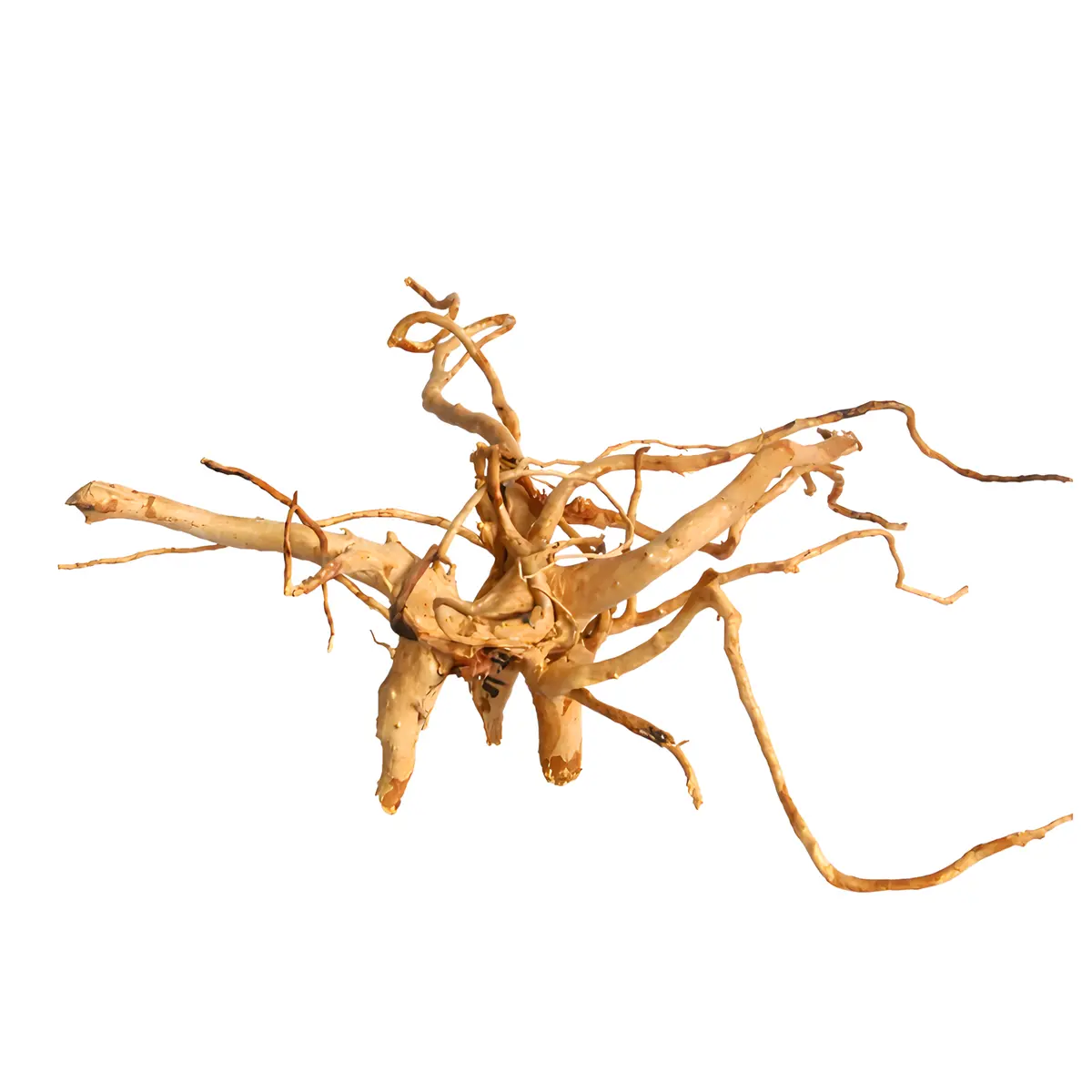 Premium Drift Wood Pd-20 | L*W*H = 22*20*10 Inches 1