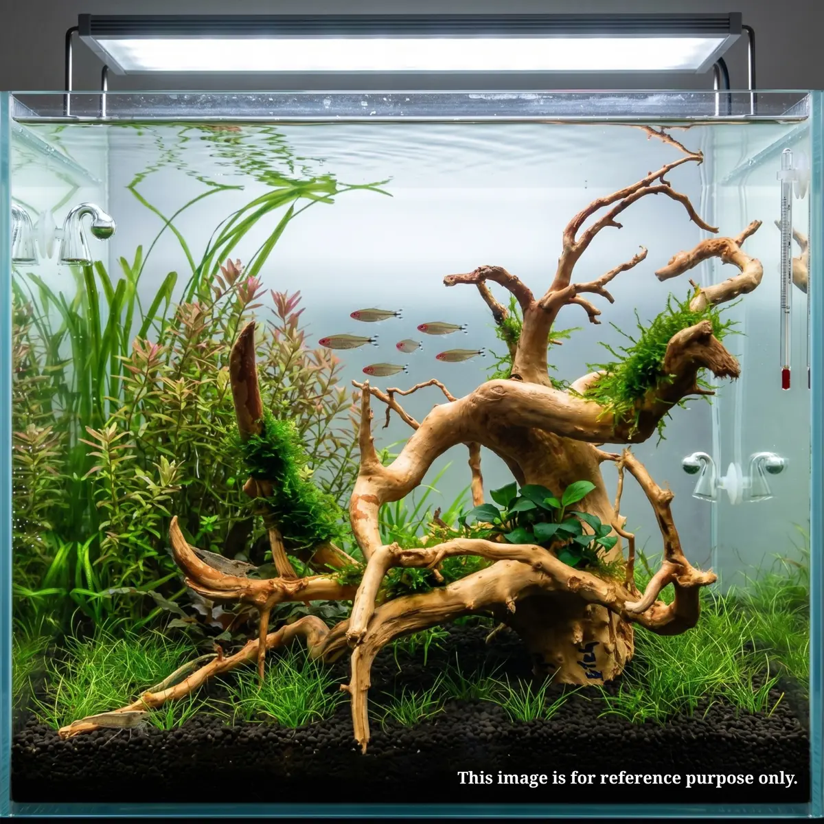 Premium Drift Wood Pd-26 | L*W*H = 27*19*10 Inches 2