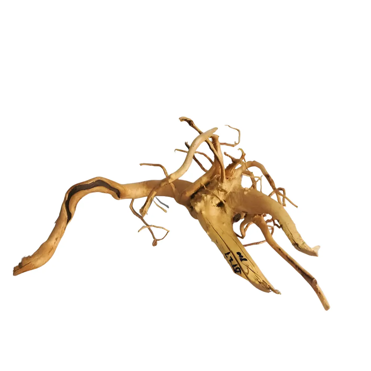 Premium Drift Wood Pd-27 | L*W*H* = 17*12*8 Inches 1