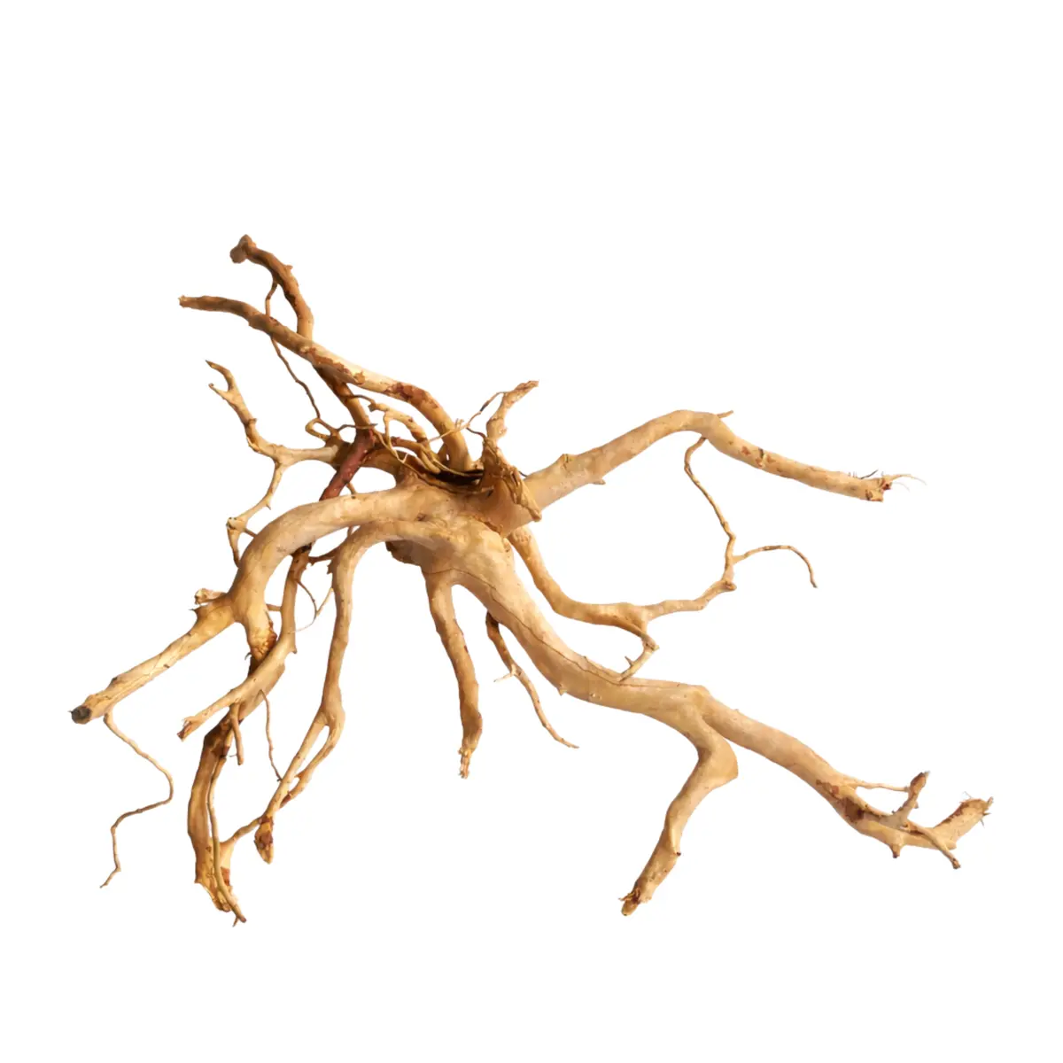 Premium Drift Wood - Pd 28 | L*W*H = 26*12*19 Inches 1