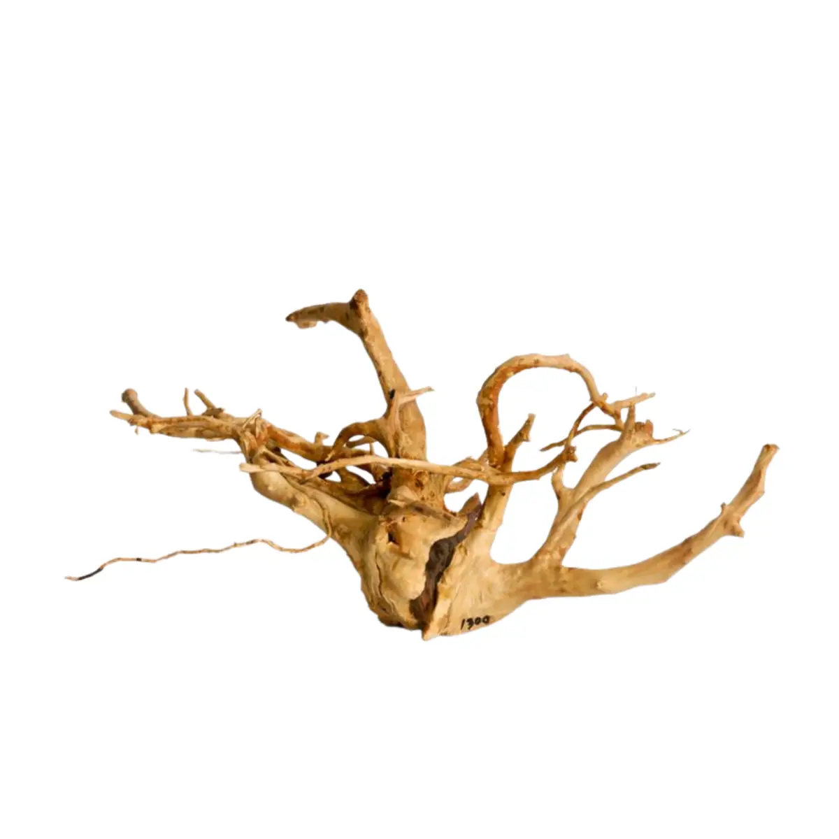 Premium Drift Wood Pd-29 | L*W*H = 19*14*9 Inches 1