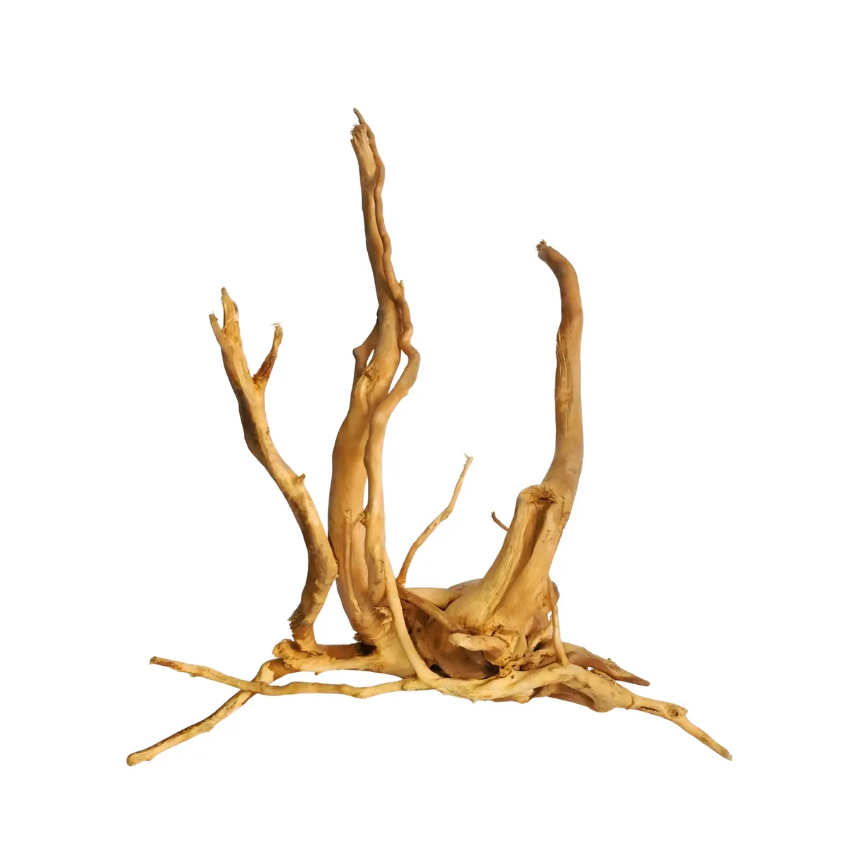 Premium Drift Wood Pd-5 | L*W*H = 13*8*13 Inches 1