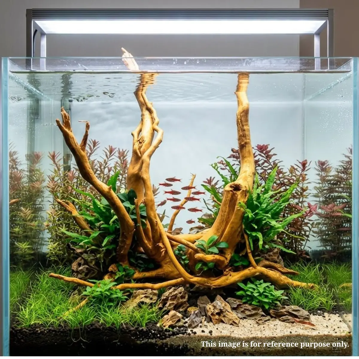 Premium Drift Wood Pd-5 | L*W*H = 13*8*13 Inches 2