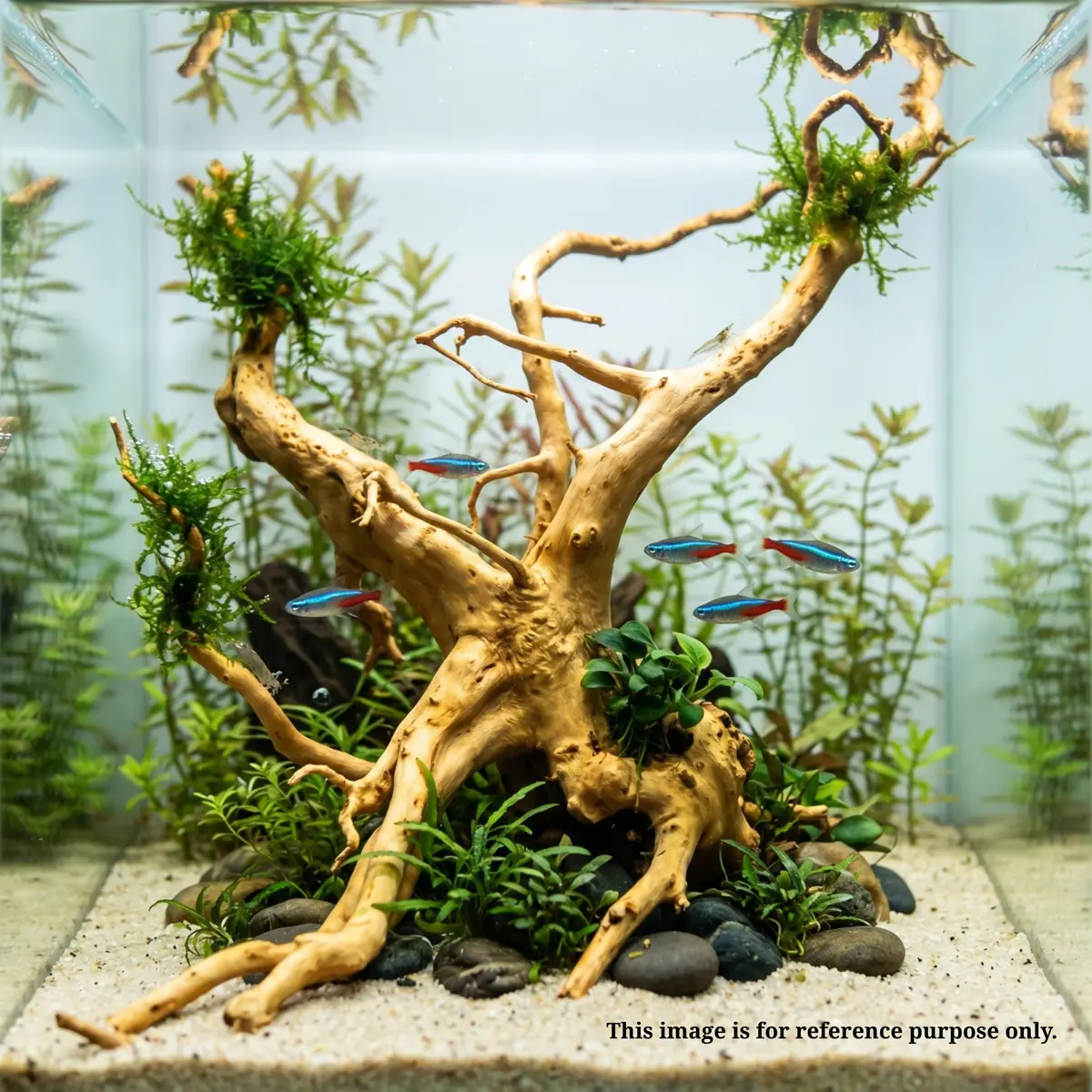 Premium Drift Wood Pd-6 | L*W*H = 40*16*11 Inches 2