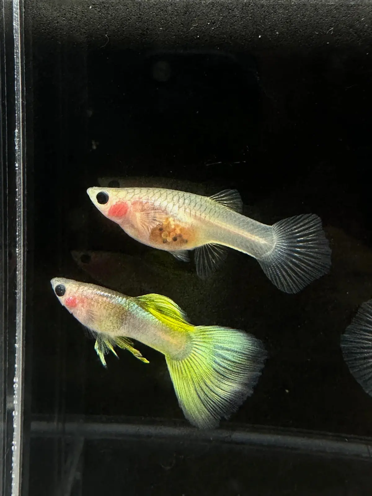 Live Fish Guppy Pingu Glass Belly 1